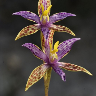 Thelymitra pulcherimma